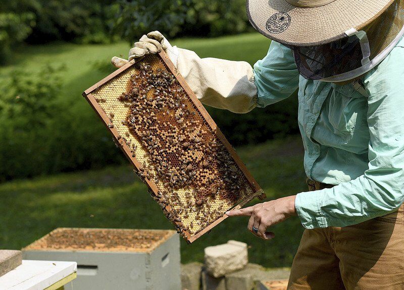 Thank-a-Farmer: Honey, bee farming — it's pretty sweet